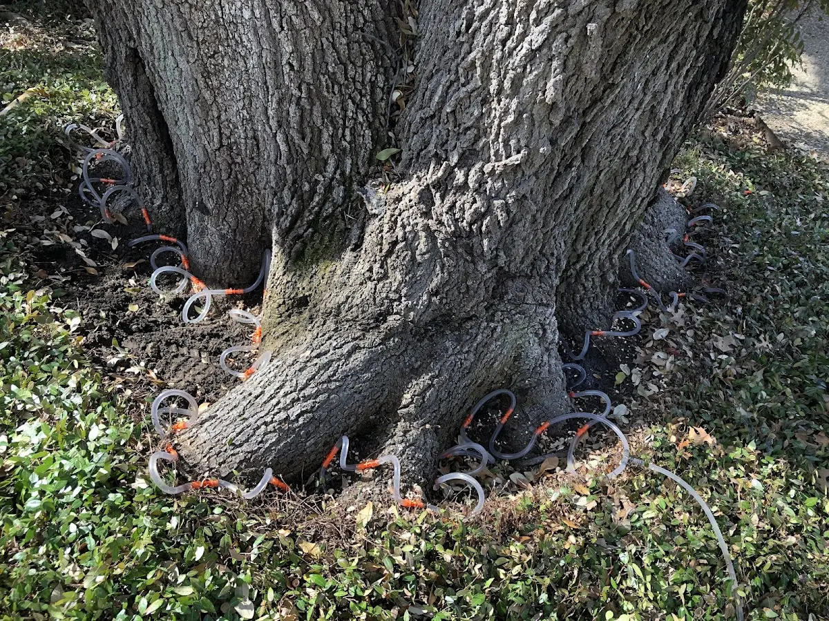 Detailed Tree Cabling and Bracing job site in Humansville