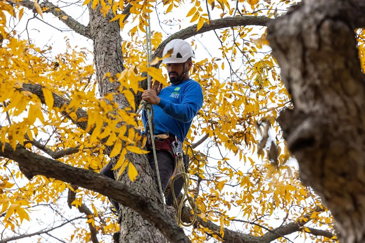 Skilled Tree Transplanting crew working in Humansville